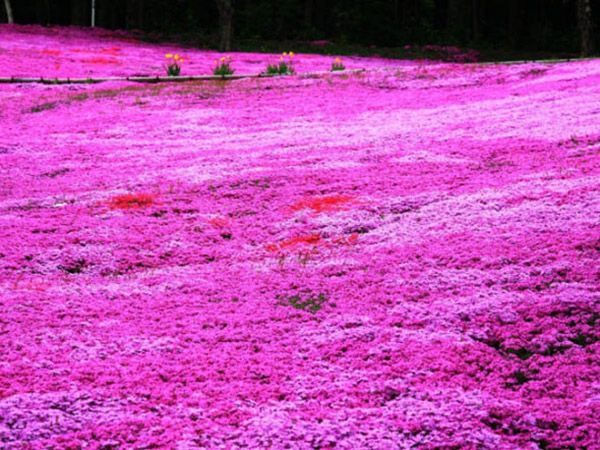 芝樱花海