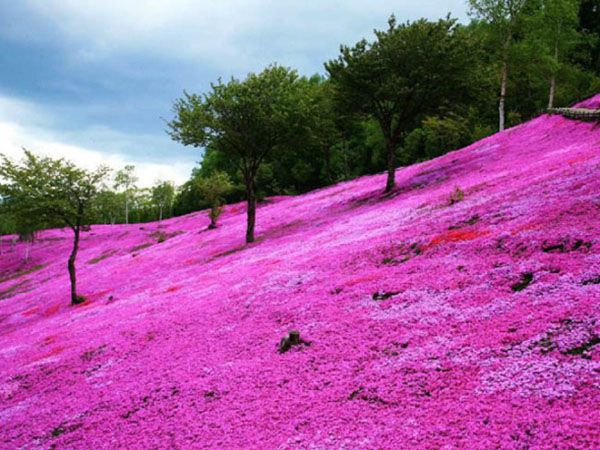 芝樱花海