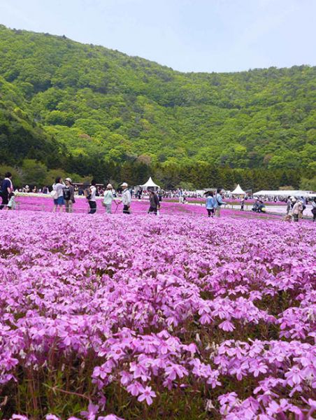 景观花海