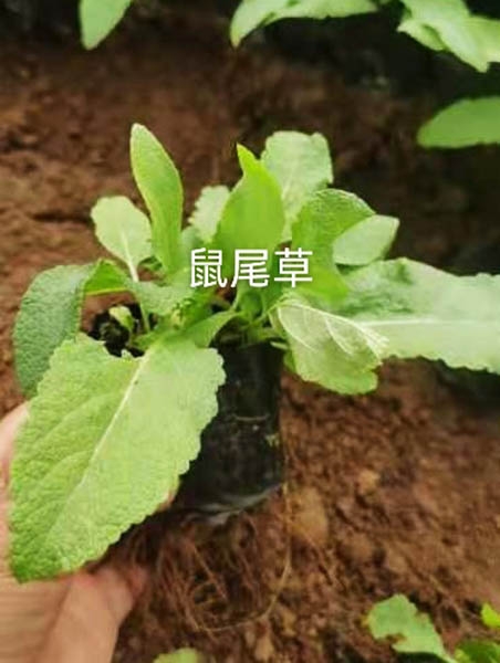 鼠尾草