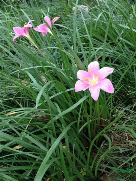 宿根地被花卉批发出售